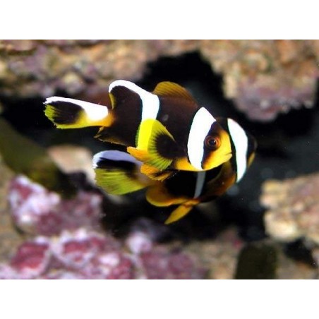 ALLARDI CLOWN - AMPHIPRION ALLARDI PQ