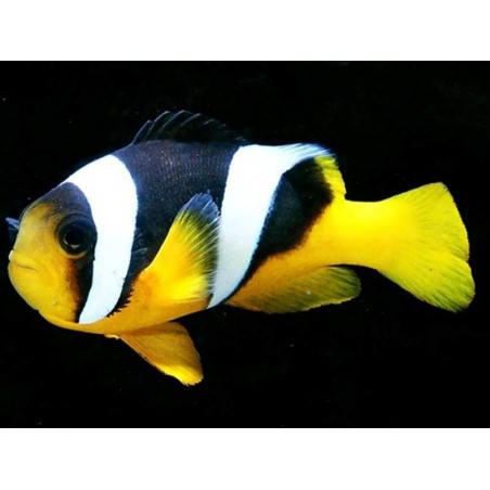 ALLARDI CLOWN - AMPHIPRION ALLARDI PQ