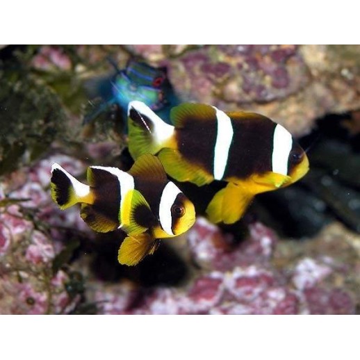 ALLARDI CLOWN - AMPHIPRION ALLARDI PQ