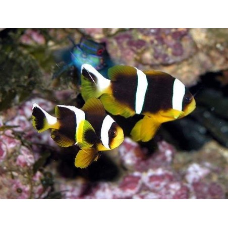 ALLARDI CLOWN - AMPHIPRION ALLARDI PQ