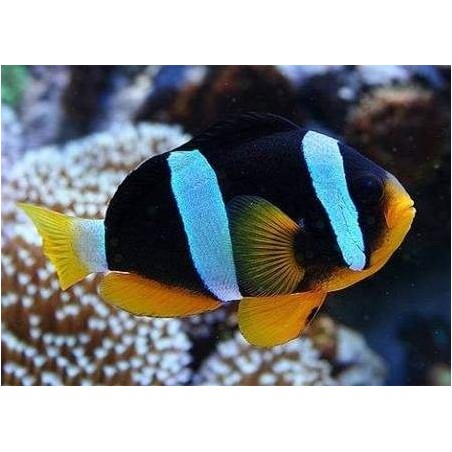 ALLARDI CLOWN - AMPHIPRION ALLARDI PQ