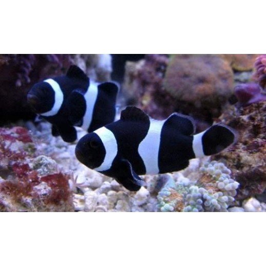 OCELLARIS BLACK CLOWN - AMPHIPRION OCELLARIS PQ