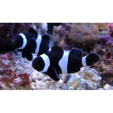OCELLARIS BLACK CLOWN - AMPHIPRION OCELLARIS PQ