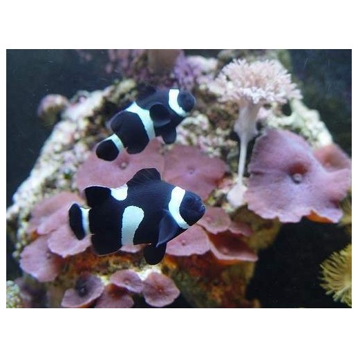 OCELLARIS BLACK CLOWN - AMPHIPRION OCELLARIS PQ