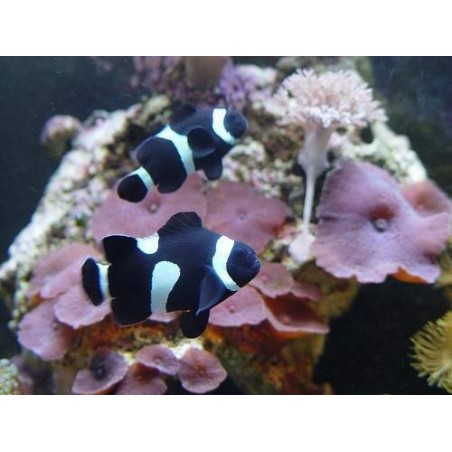 OCELLARIS BLACK CLOWN - AMPHIPRION OCELLARIS PQ