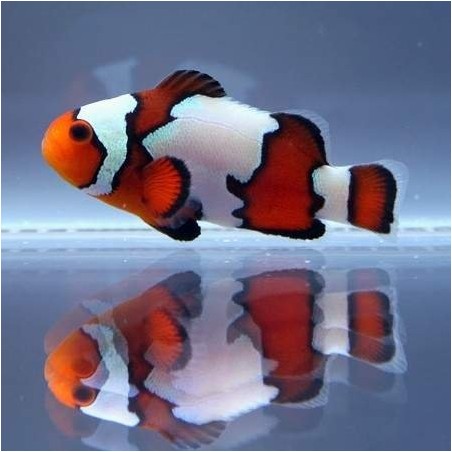OCELLARIS BLACK ICE CLOWN TB - AMPHIPRION OCELLARIS 