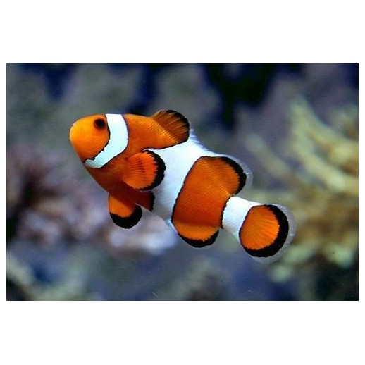 OCELLARIS CLOWN TB - AMPHIPRION OCELLARIS