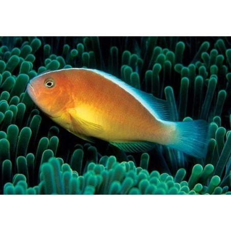 PEACH SKUNK CLOWN TB - AMPHIPRION AKALLOPISOS