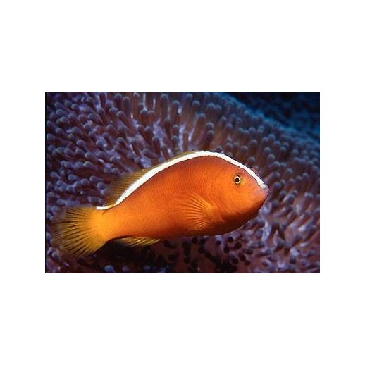 PEACH SKUNK CLOWN TB - AMPHIPRION AKALLOPISOS