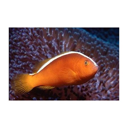 PEACH SKUNK CLOWN TB - AMPHIPRION AKALLOPISOS