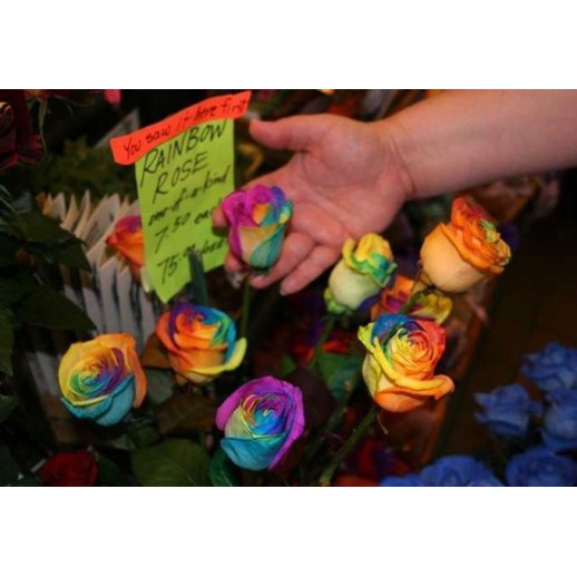 Rosa Arco-Íris - Sementes Raras - Exóticas