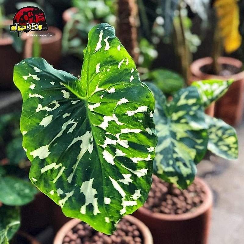 comprar muda de caladium comprar muda de caladium