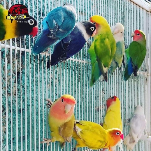 comprar ave agaporni