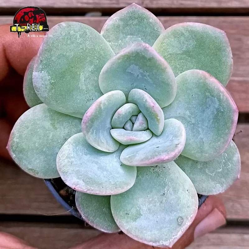 comprar muda de planta suculenta echeveria amabile comprar muda de planta suculenta echeveria amabile