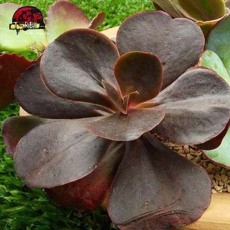 comprar suculenta echeveria mahogany