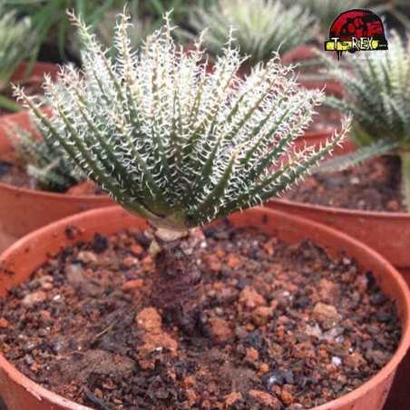 comprar suculenta rara