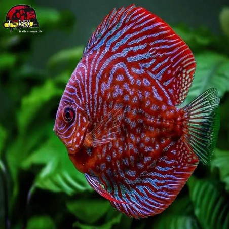 venda de peixes disco