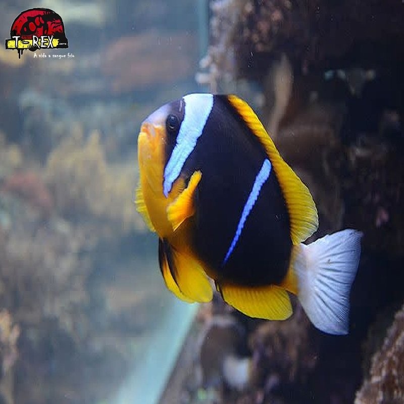 comprar peixes de água salgada comprar peixes de água salgada